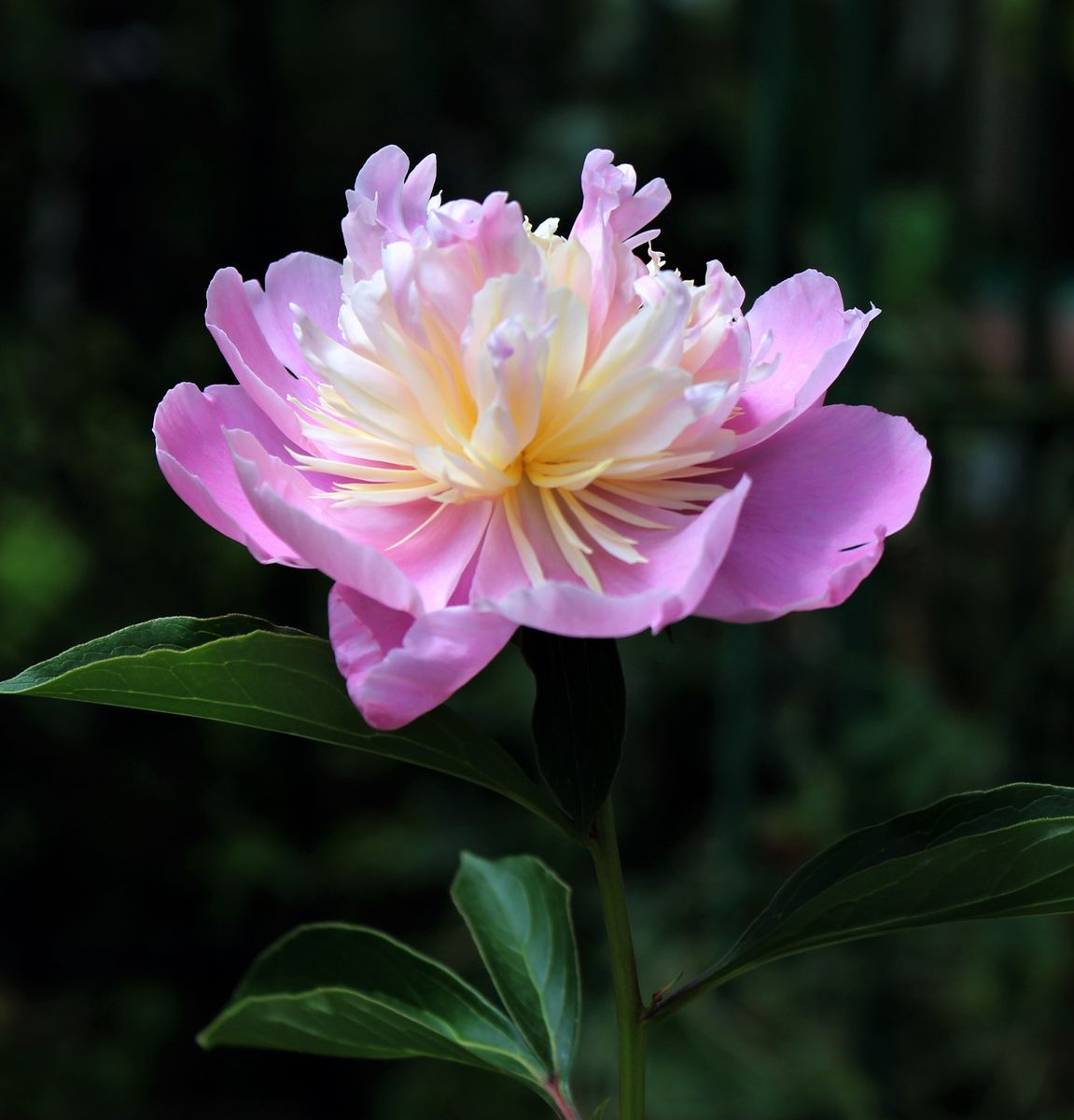 芍薬・昨日の続き