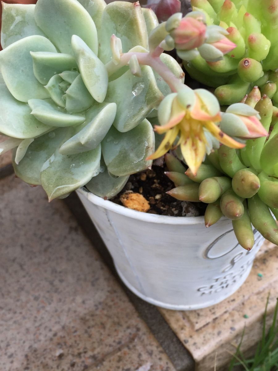 多肉植物の花が咲きましたぁ(^o^)