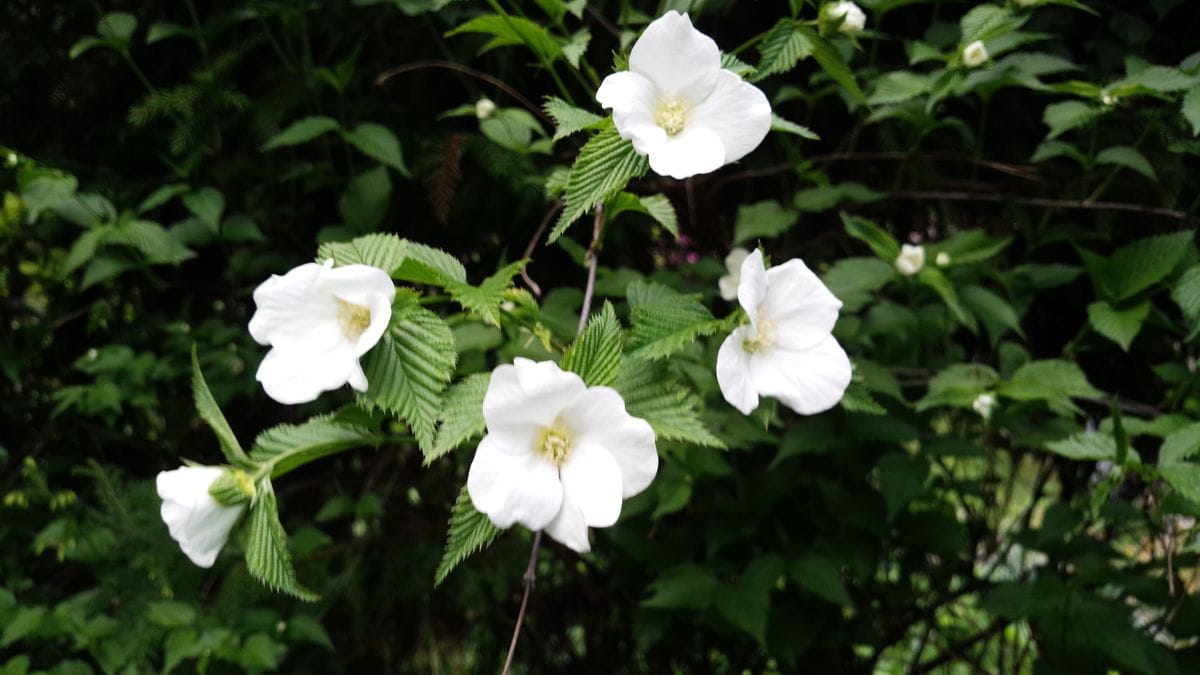 雑草園