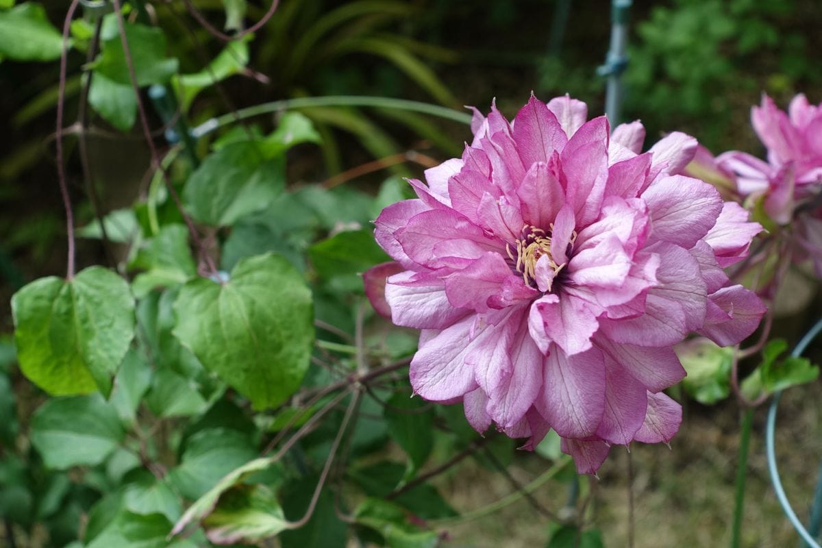 開花メモ 2019/05/07 いろどり　他