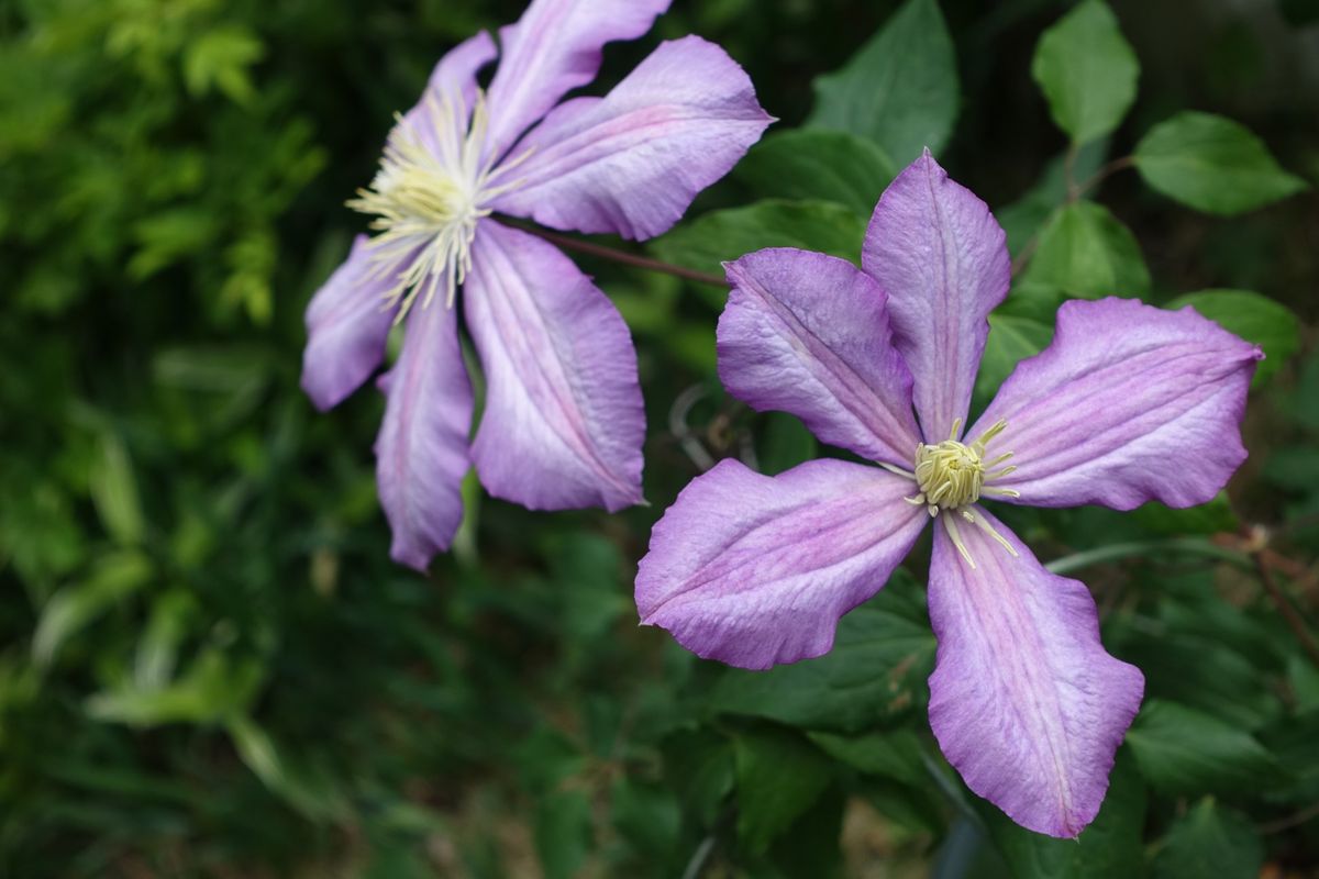 開花メモ 2019/05/07 いろどり　他