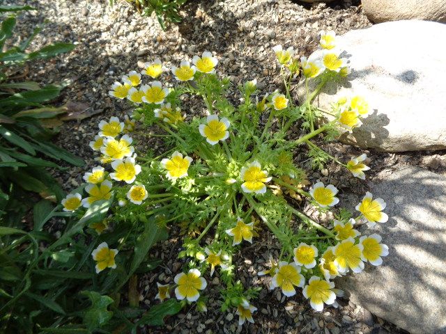 今日の花