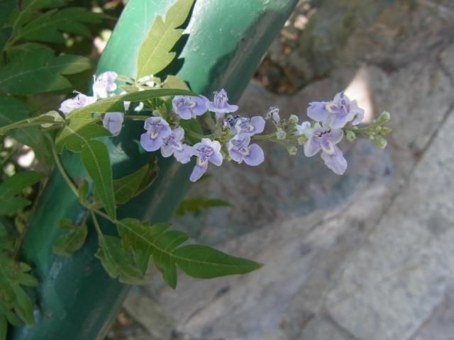 中国で見た花だけど…