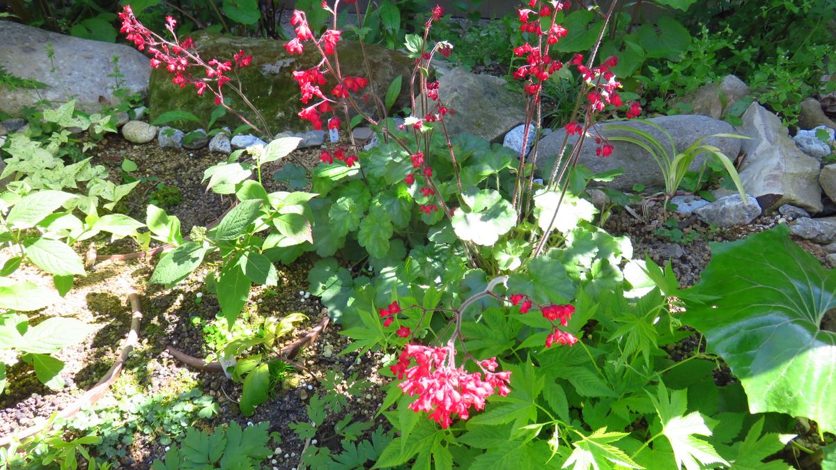 芍薬が一輪咲きました～😊～