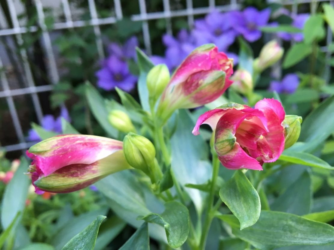 開花迄もう一歩 だけどハピネスの赤が綺麗で…