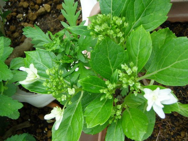 小菊の挿し芽とアジサイの挿し木