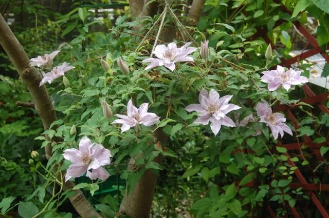 ６月の花は…