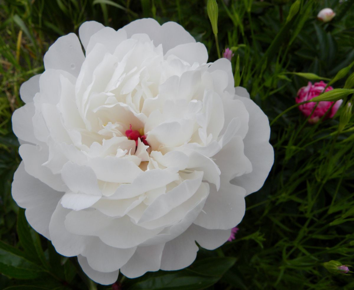 今日の花・・・シャクヤク