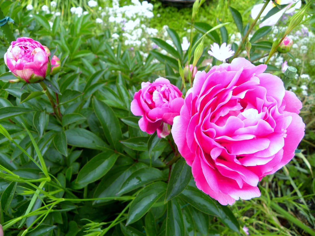 今日の花・・・シャクヤク