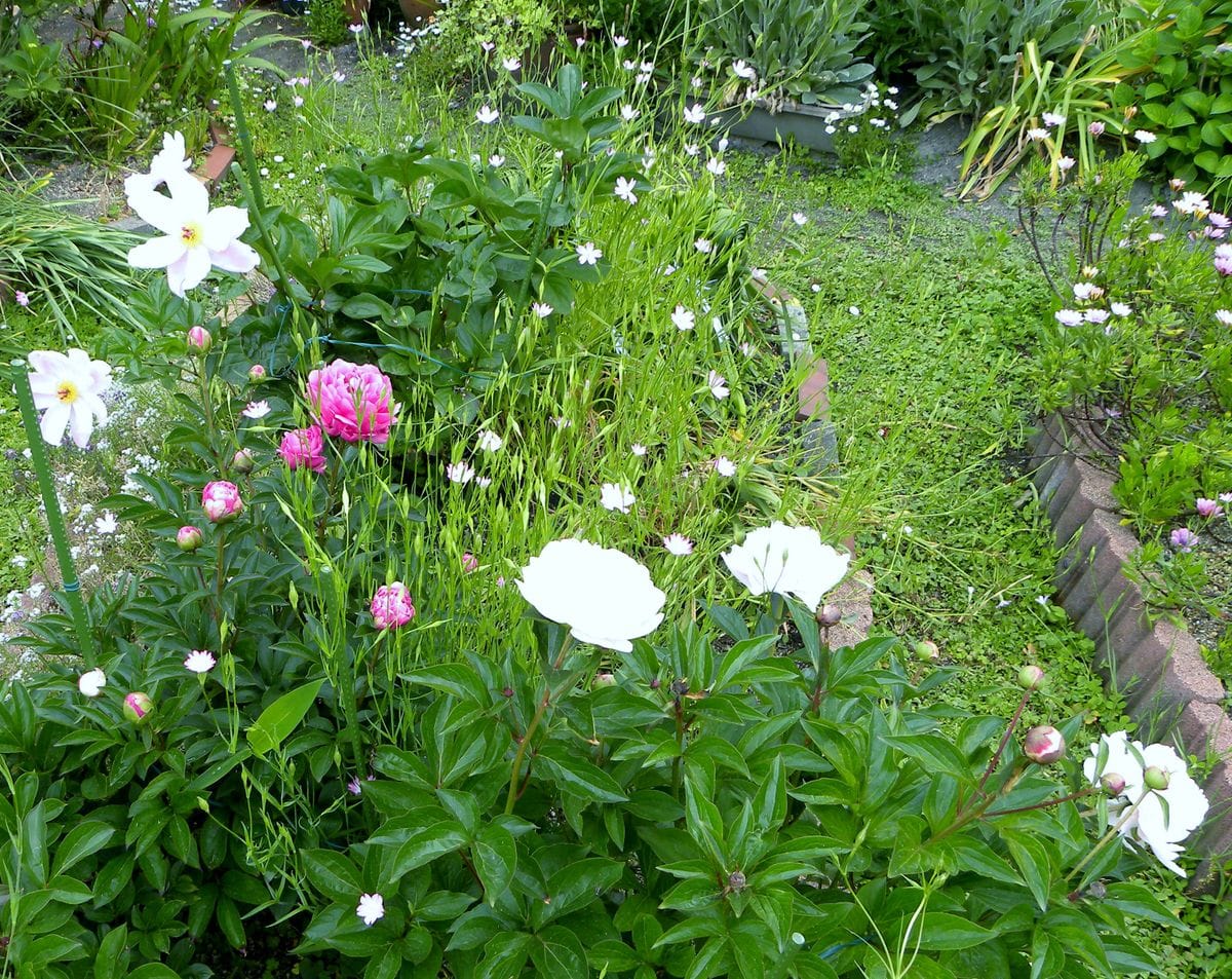 今日の花・・・シャクヤク