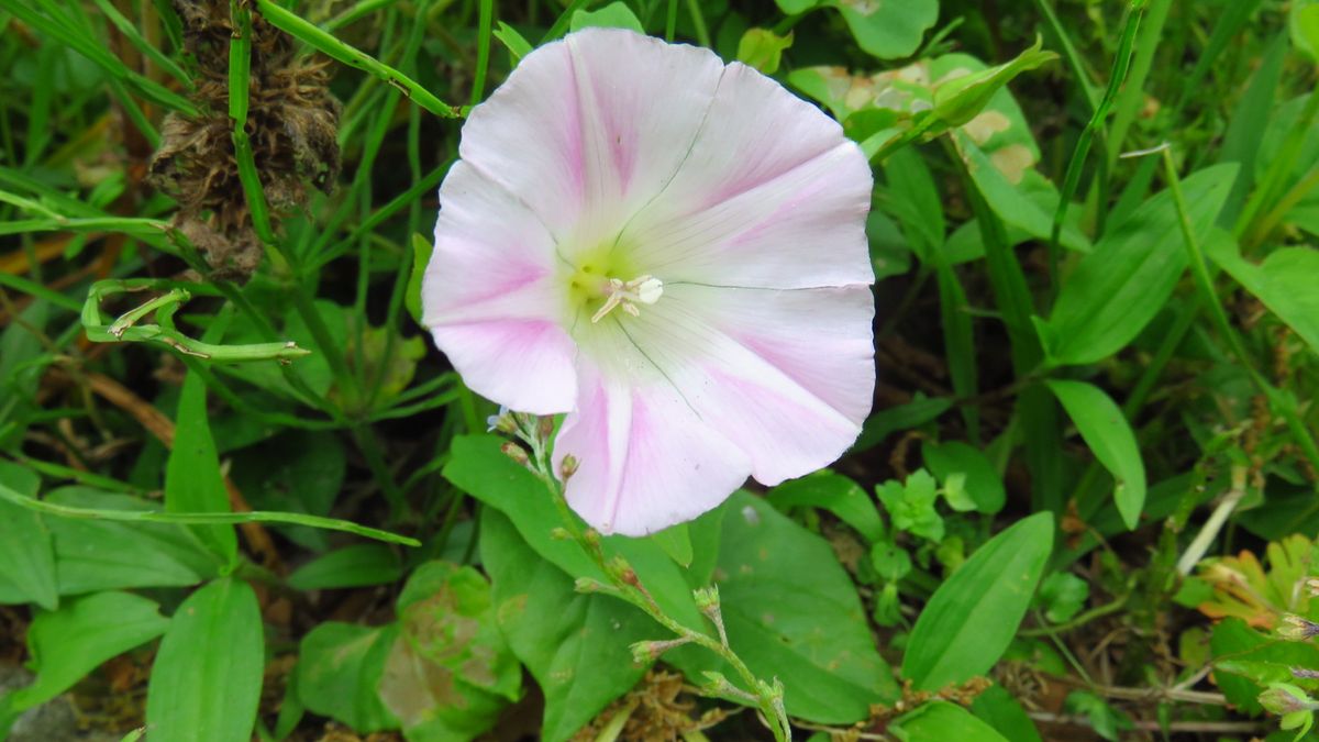 オラが村の花見散歩－ヒルガオ