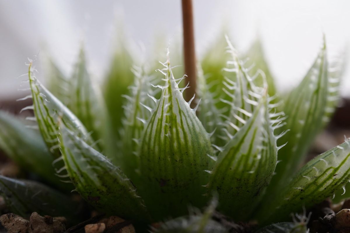 ハオルチア（Haworthia）