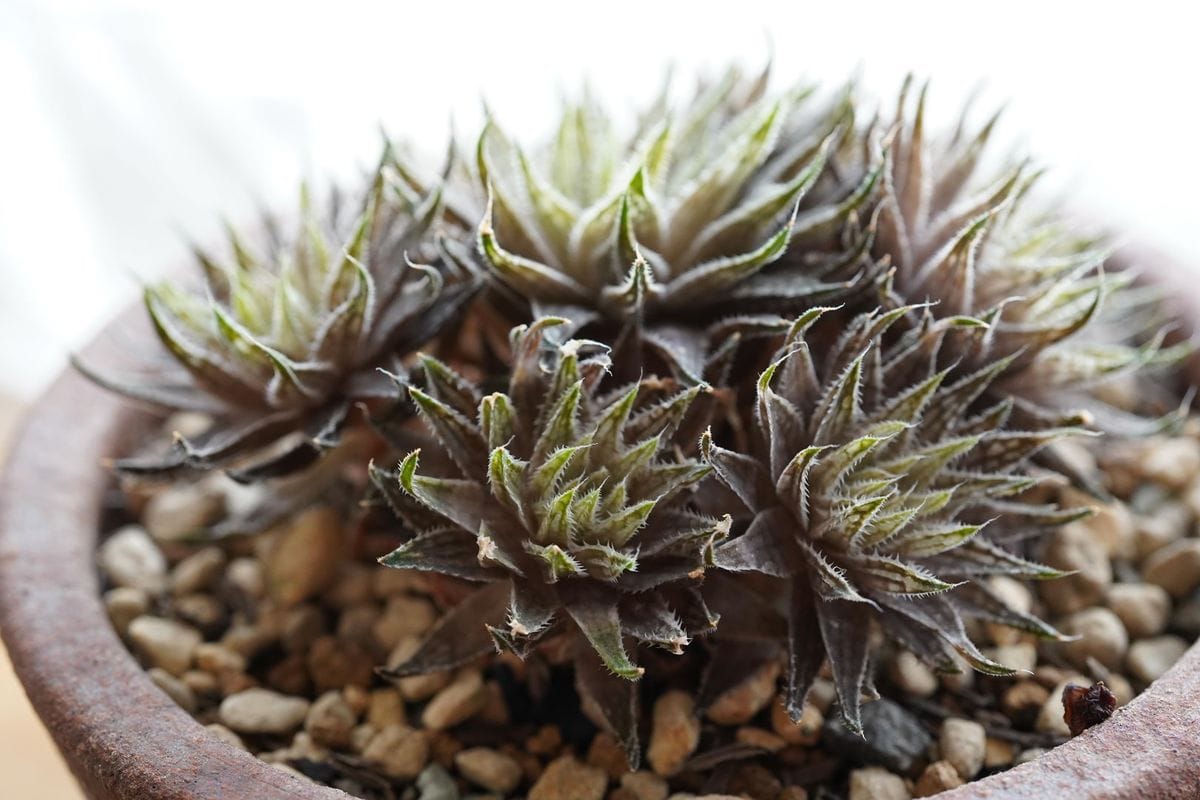 ハオルチア（Haworthia）