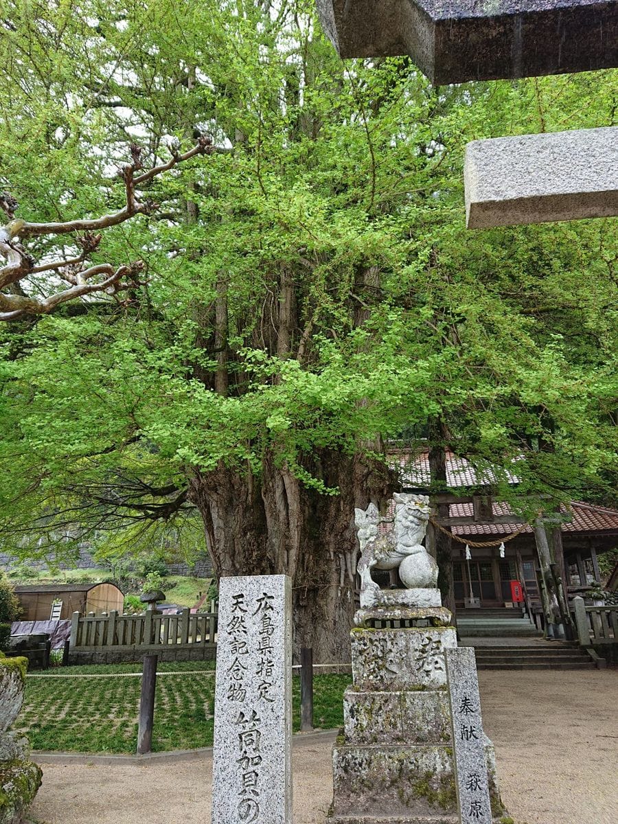 筒賀の大銀杏です。