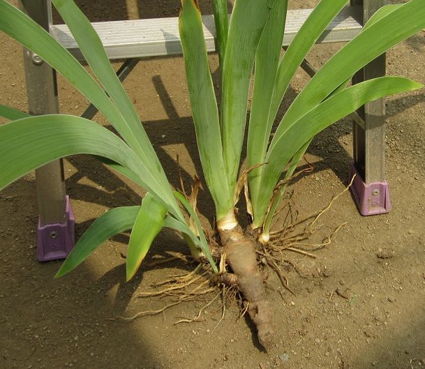 ジャーマンアイリスの植え替え