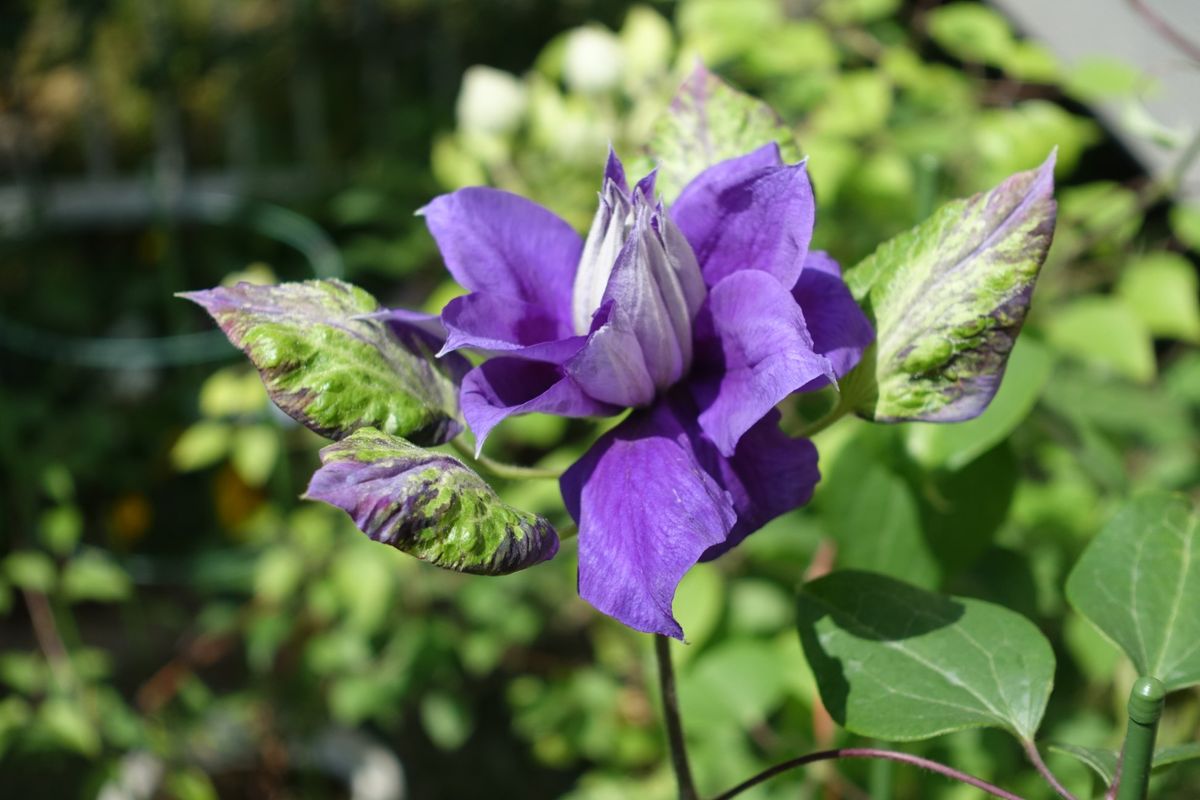 開花メモ 2019/05/10　フランシスカ・マリー　他