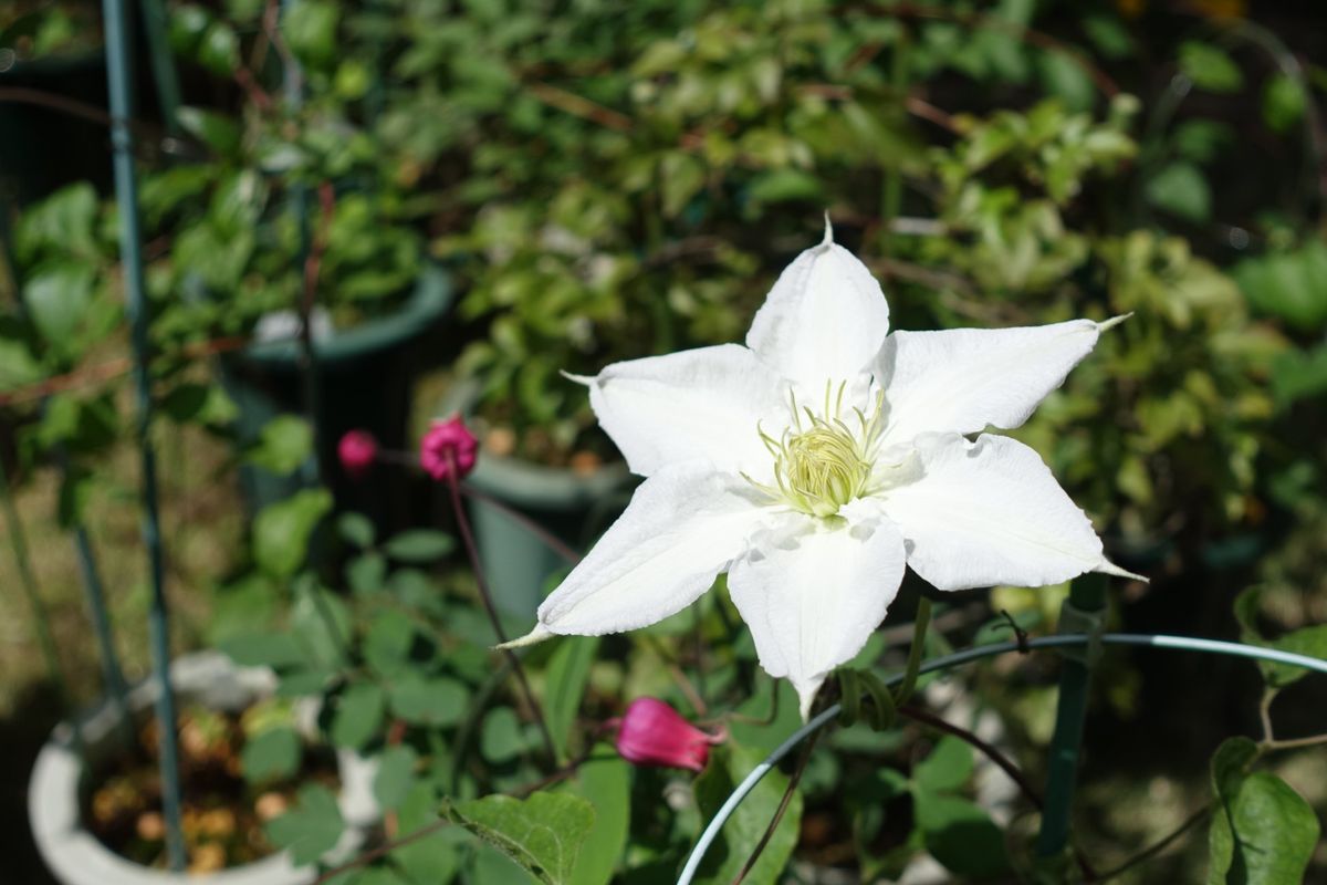 開花メモ 2019/05/10　フランシスカ・マリー　他