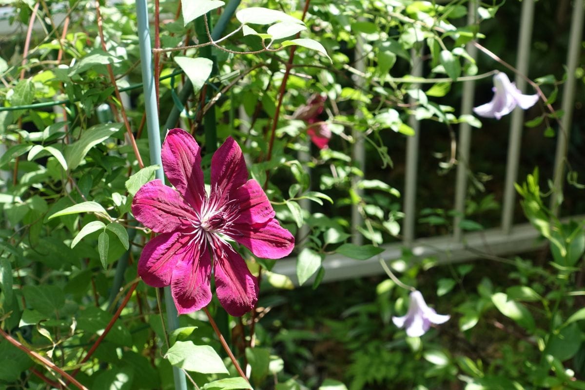 開花メモ 2019/05/10　フランシスカ・マリー　他