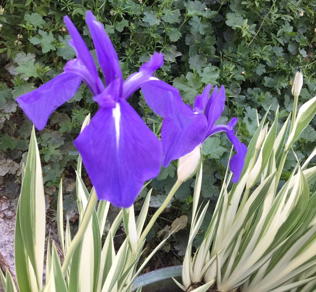 今日の花  ２