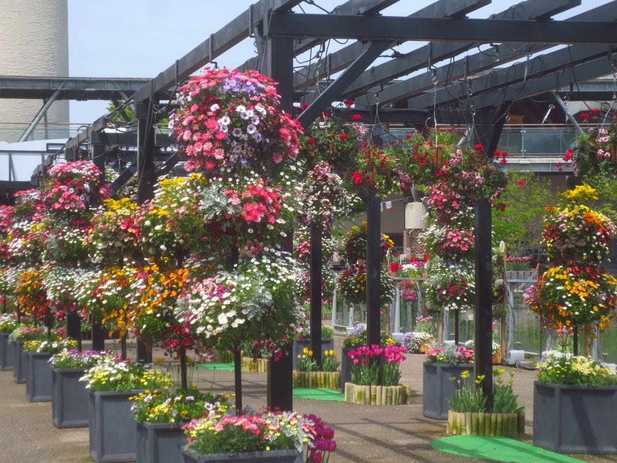 鳥取花回廊へとんぼがえり