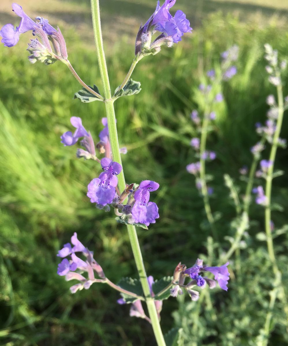 写真を撮る前に、草を取る（虫の話あり）