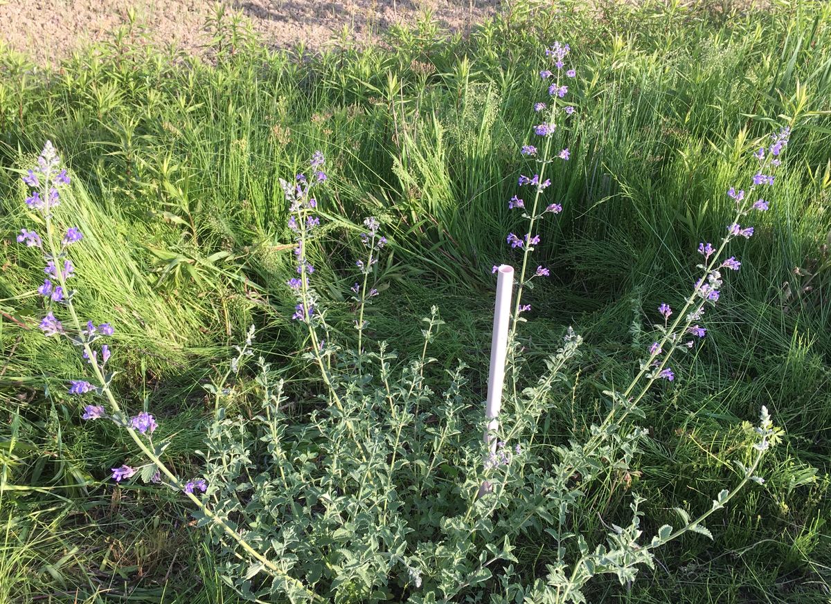 写真を撮る前に、草を取る（虫の話あり）