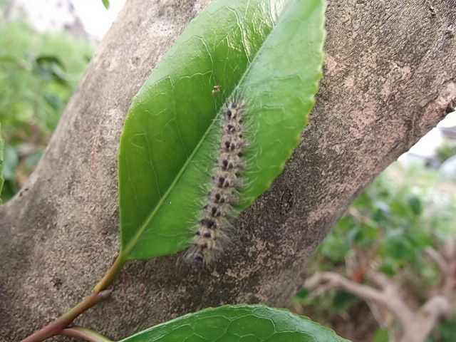 虫の赤ちゃん達