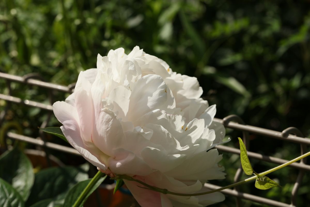 芍薬の奥の手