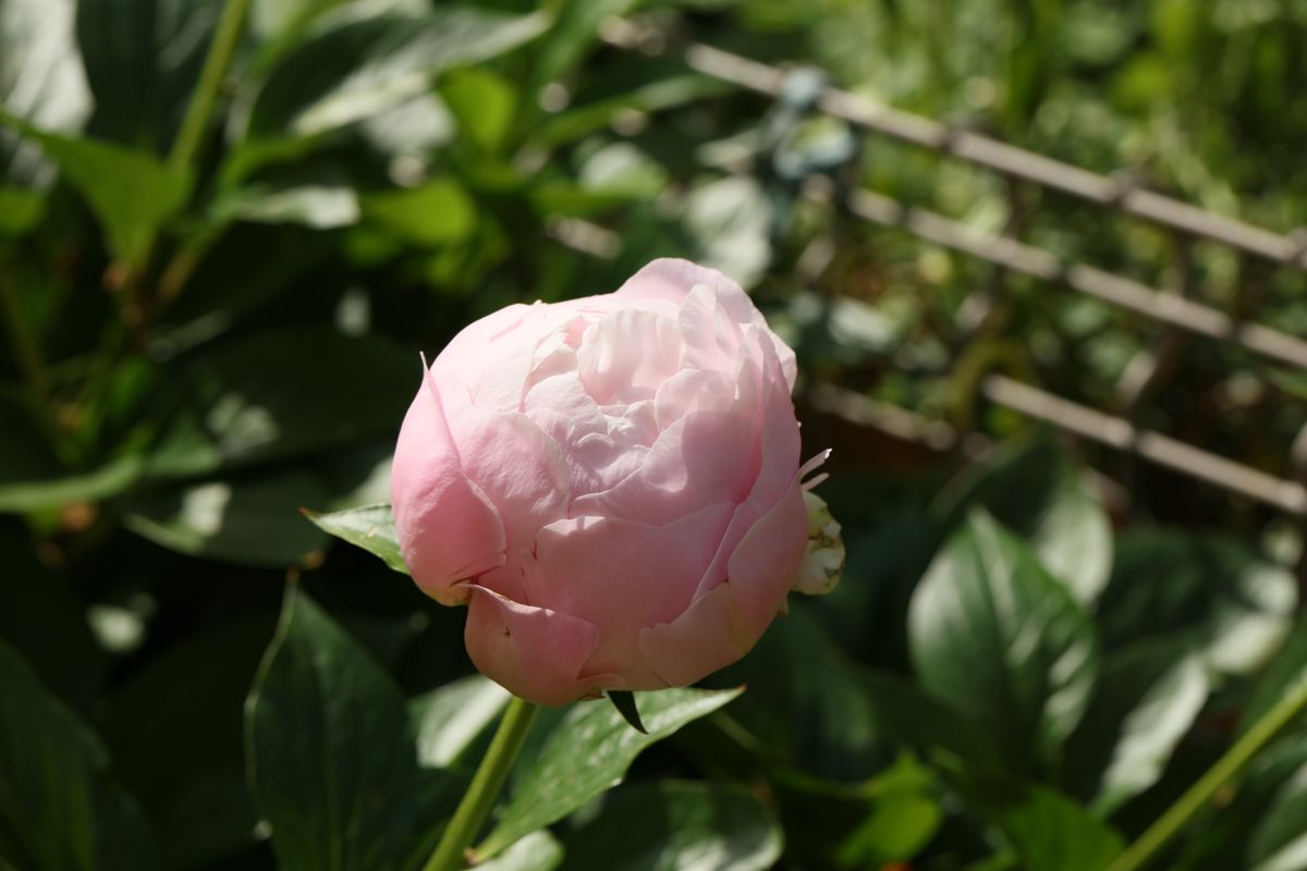 芍薬の奥の手