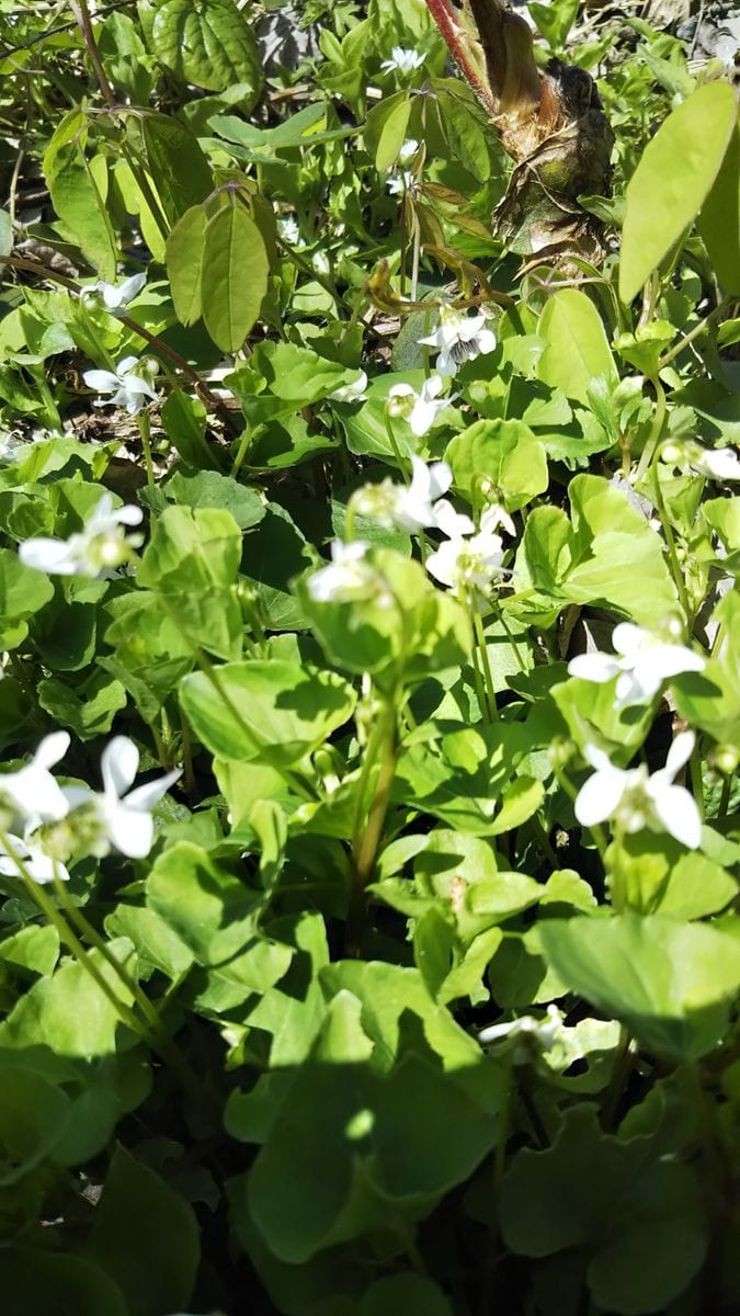 今朝の公園の花たち