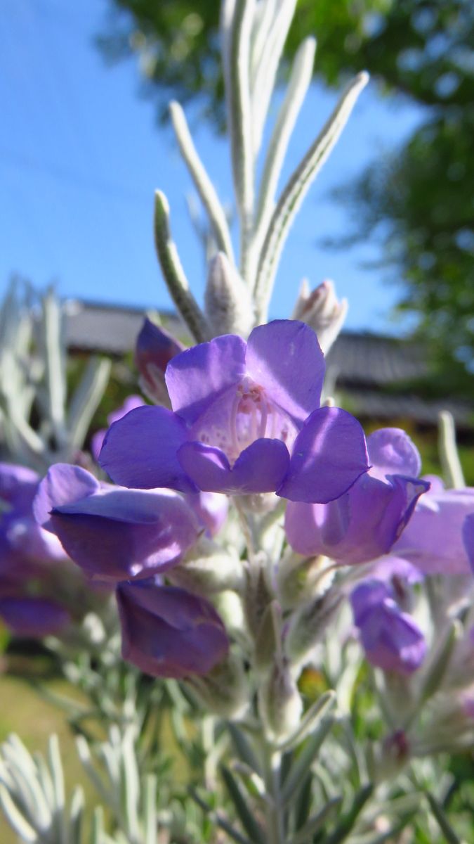 シルバーリーフと青い花