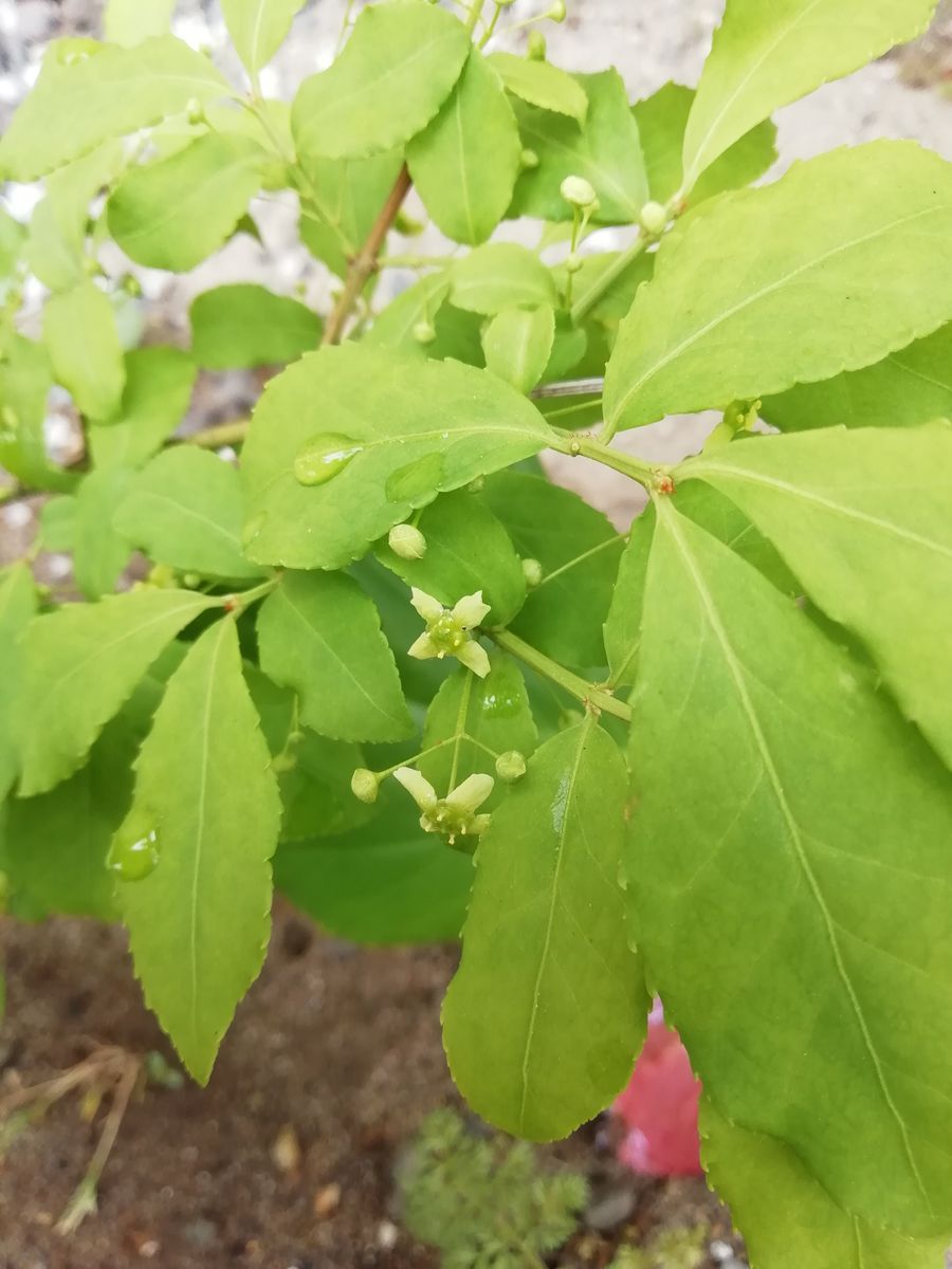 今日は剪定を頑張りました❗