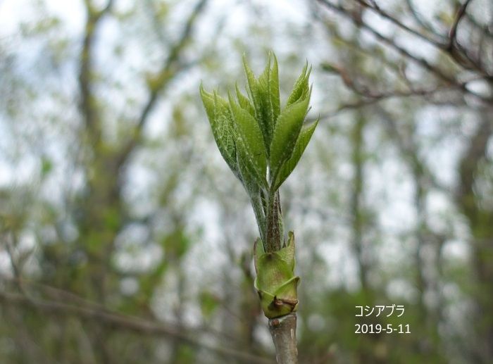 ちょこっと山菜採り