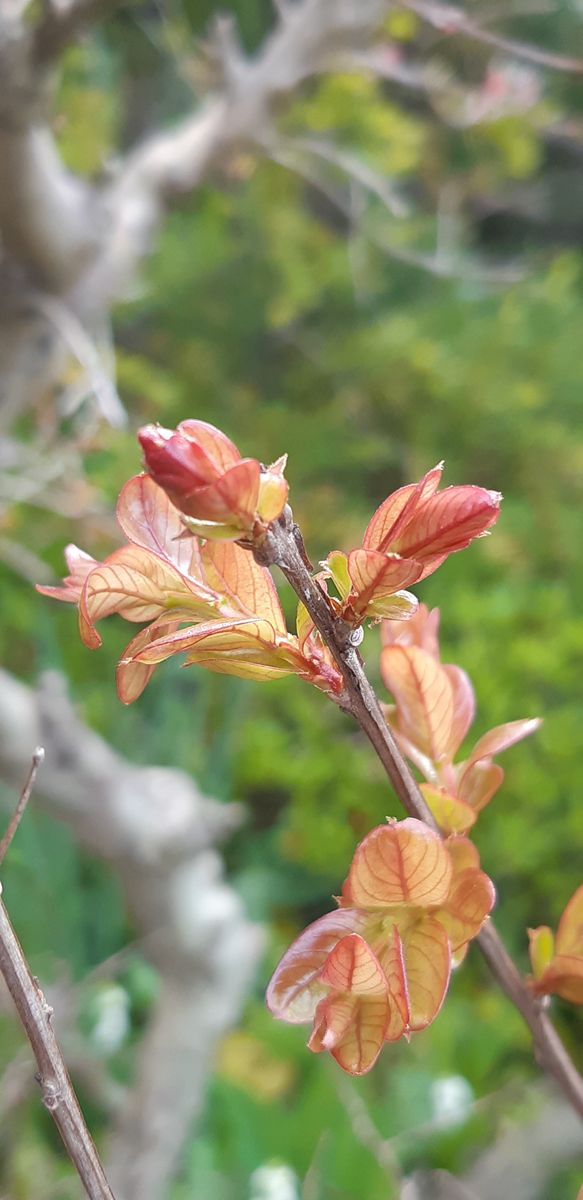 芽が出ました🌱🌱🌱　5/11