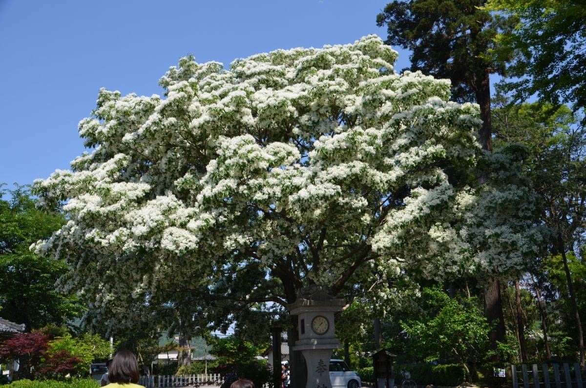 なんじゃもんじぁの花。