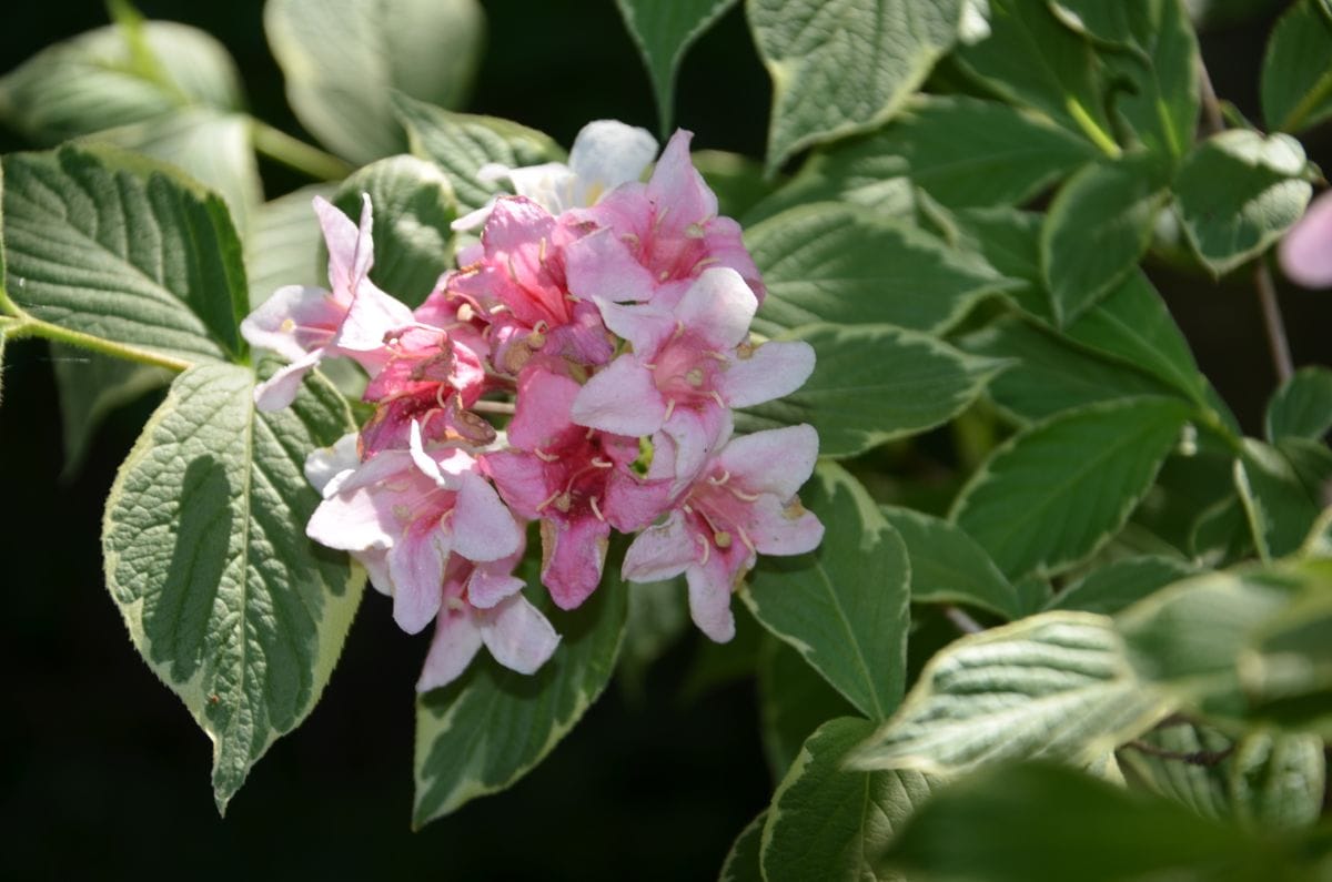 なんじゃもんじぁの花。