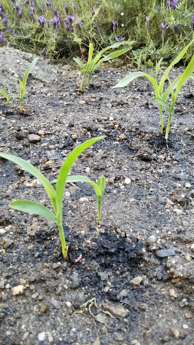 トウモロコシ定植🌽と ビーツの間引き🌱