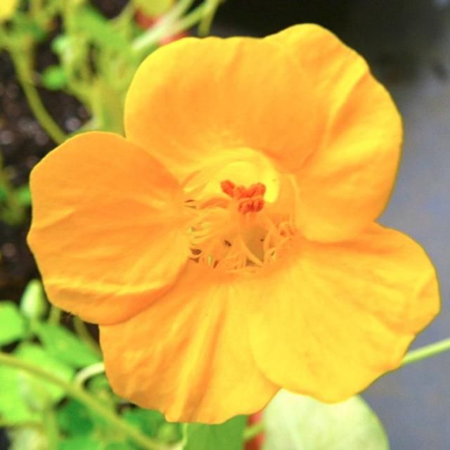 食べれるお花 開花