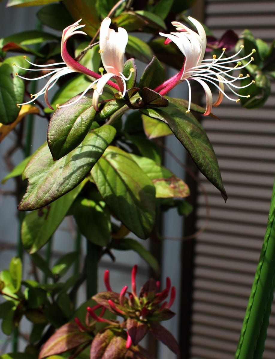 ハニーサックルの花