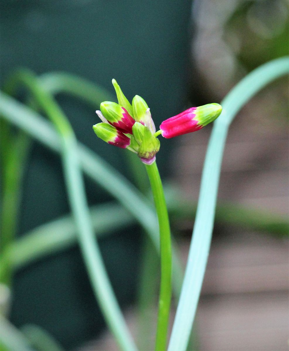 ハニーサックルの花