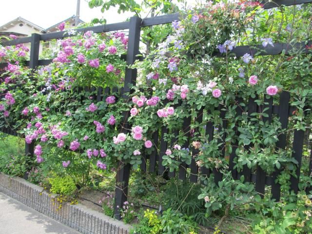 京阪園芸に行ってきた♪