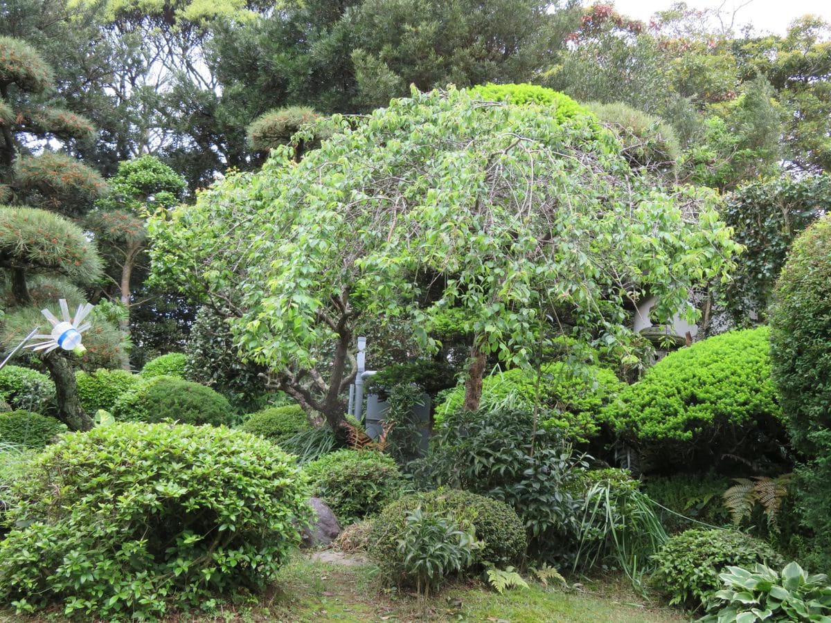 庭の様子