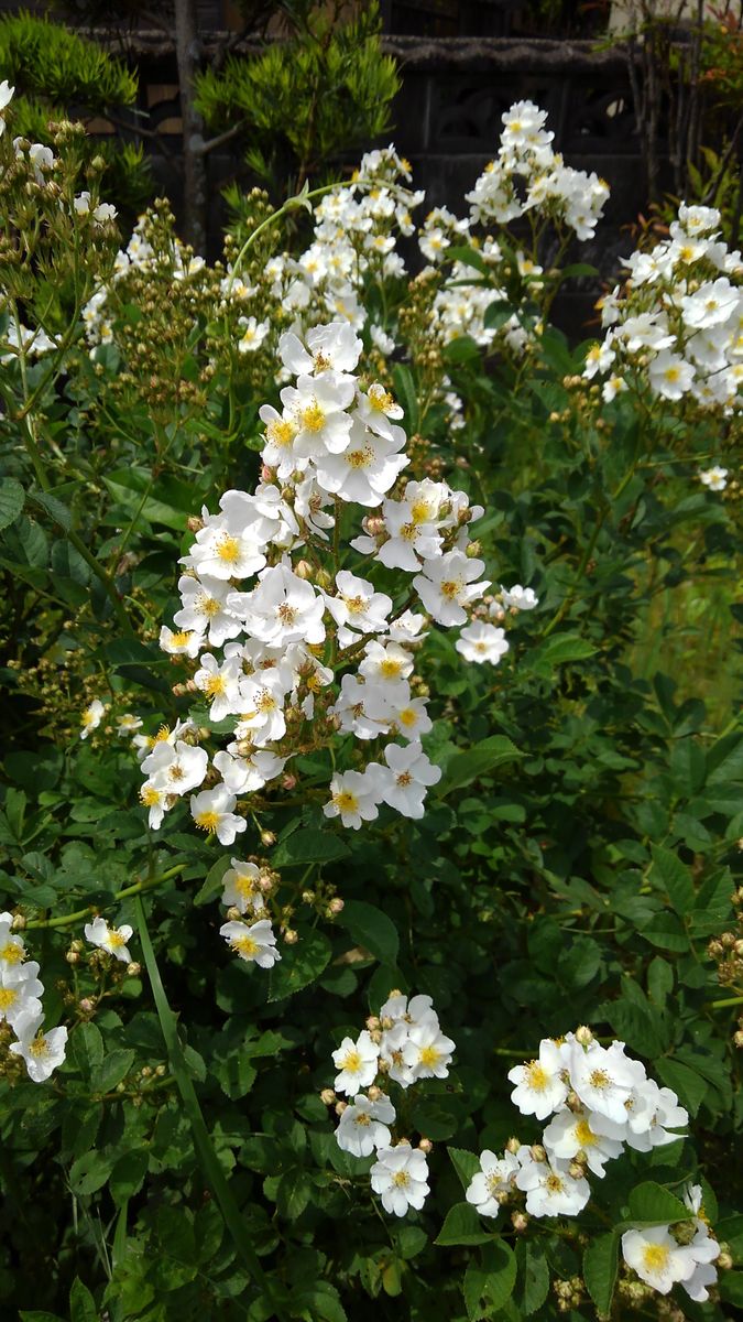 ☆実家のお花　ウツギです☆