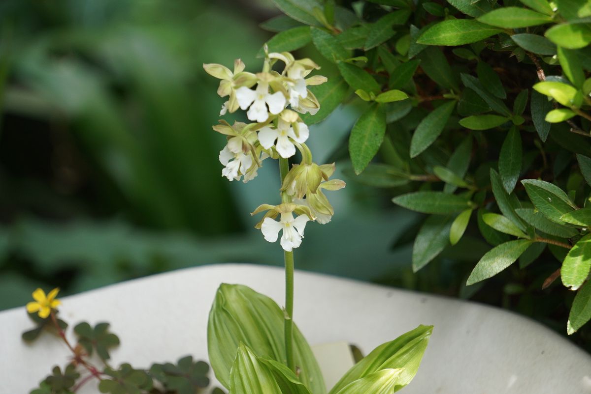 庭のお花たち(*^^*)