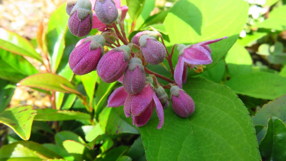 今年は変な場所にさく🌸二種