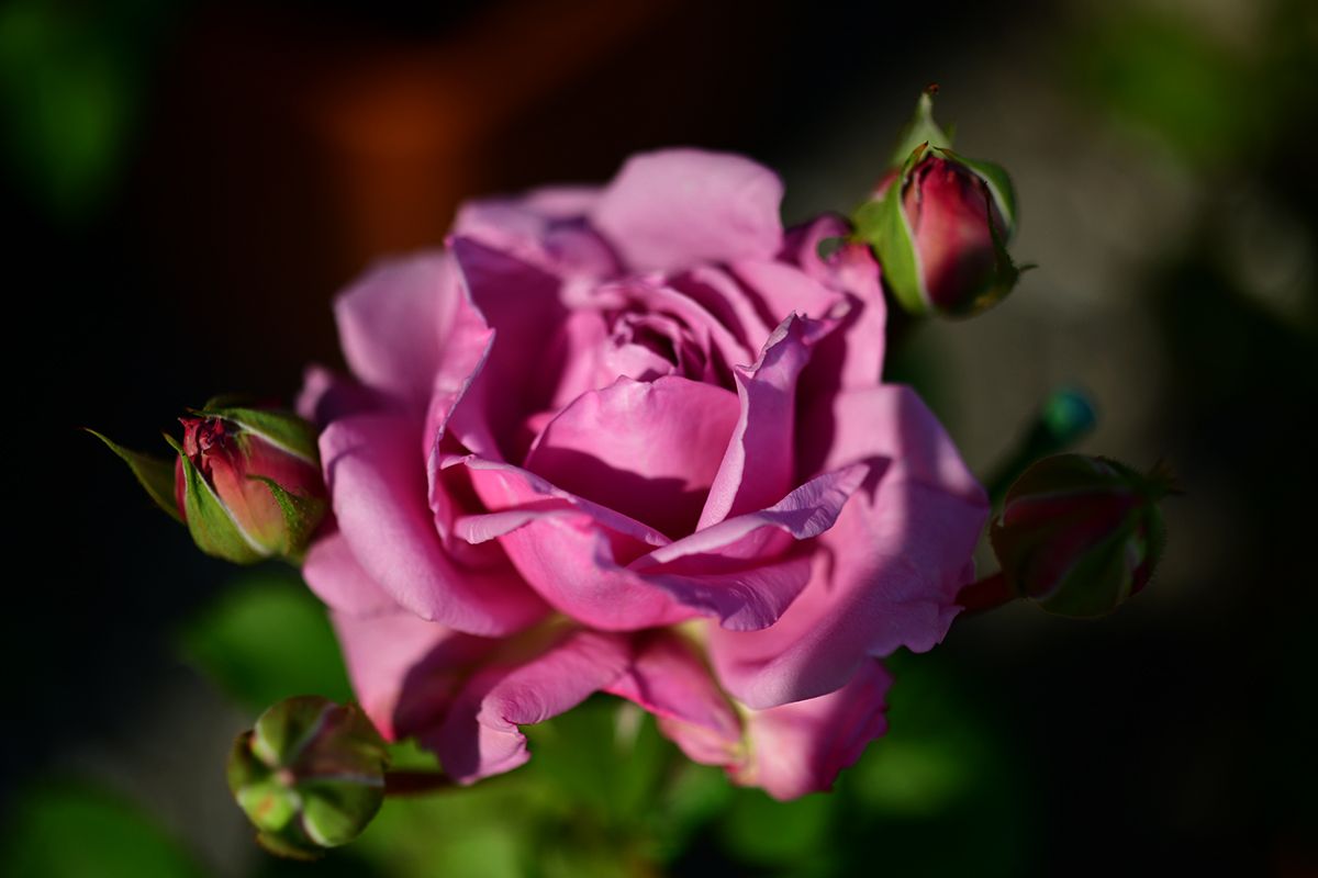 紫系のバラが満開になってきました