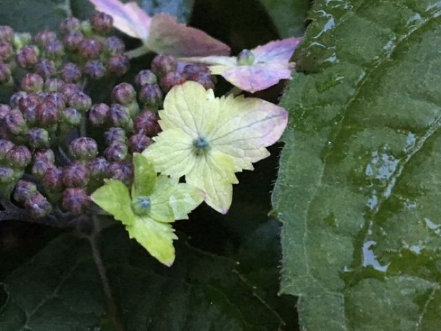 伊予の十字星の花が色付きました