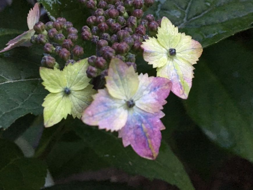 伊予の十字星の花が色付きました