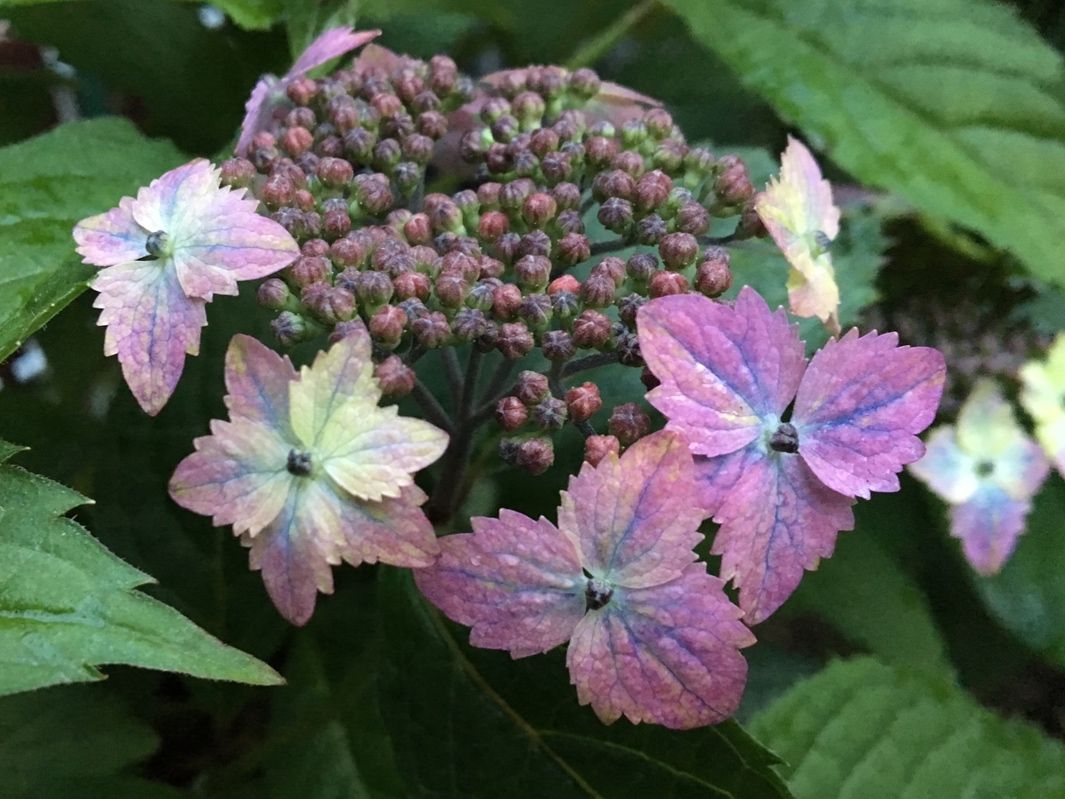 伊予の十字星の花が色付きました