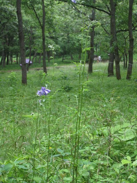 阿蘇野草園にも行きました（*^_^*）